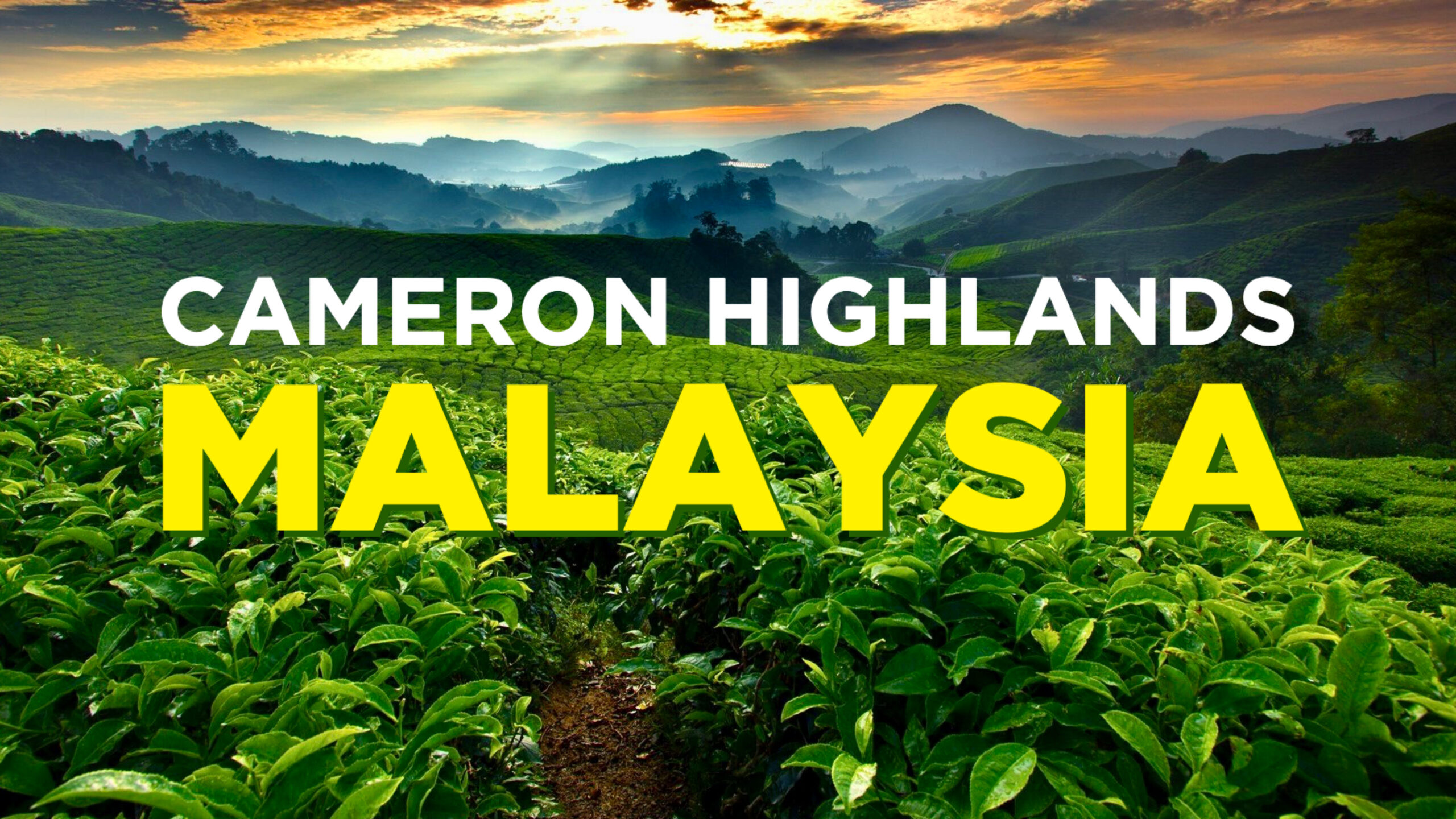 Cameron Highlands Malaysia