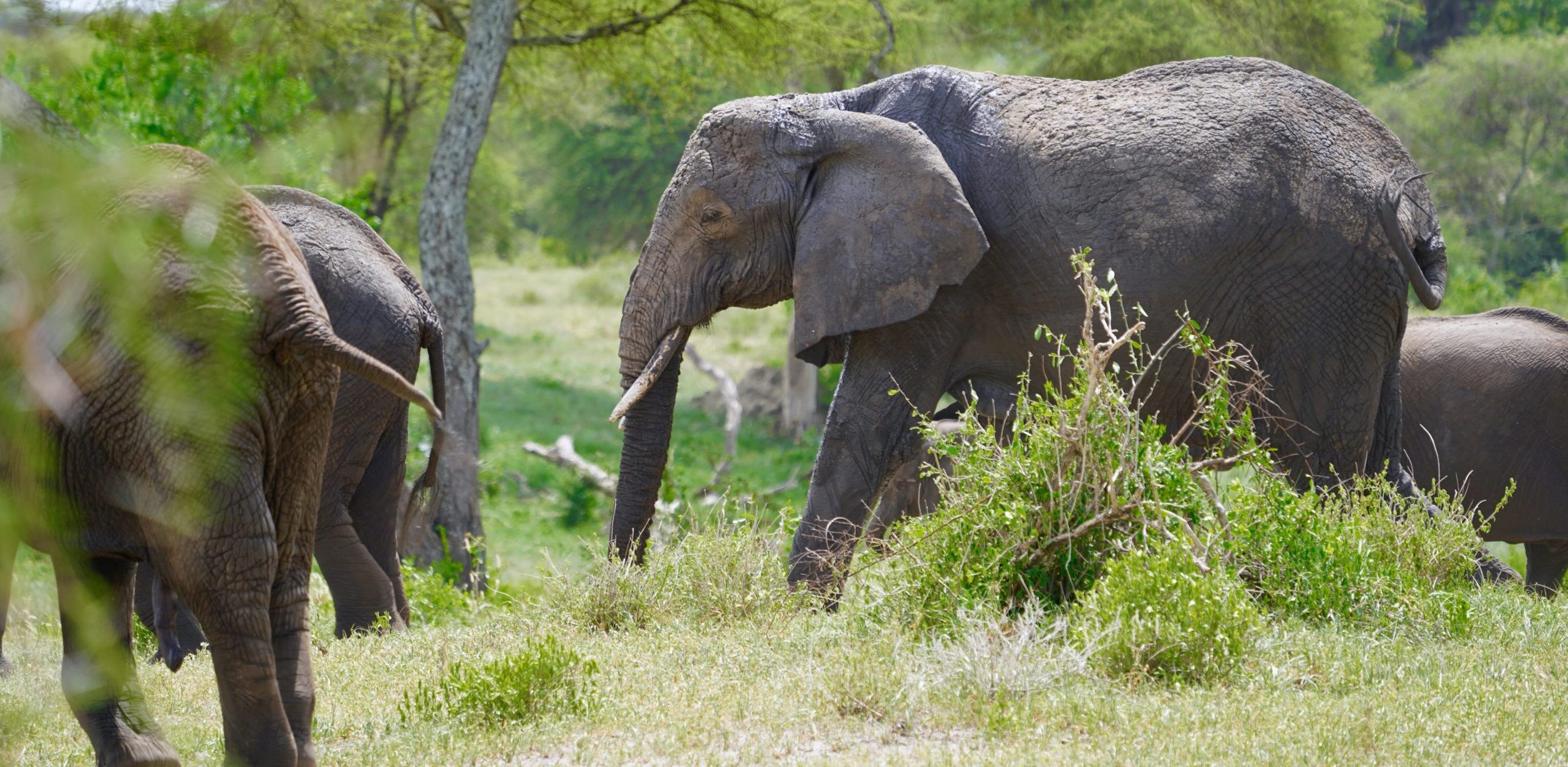 Tanzania