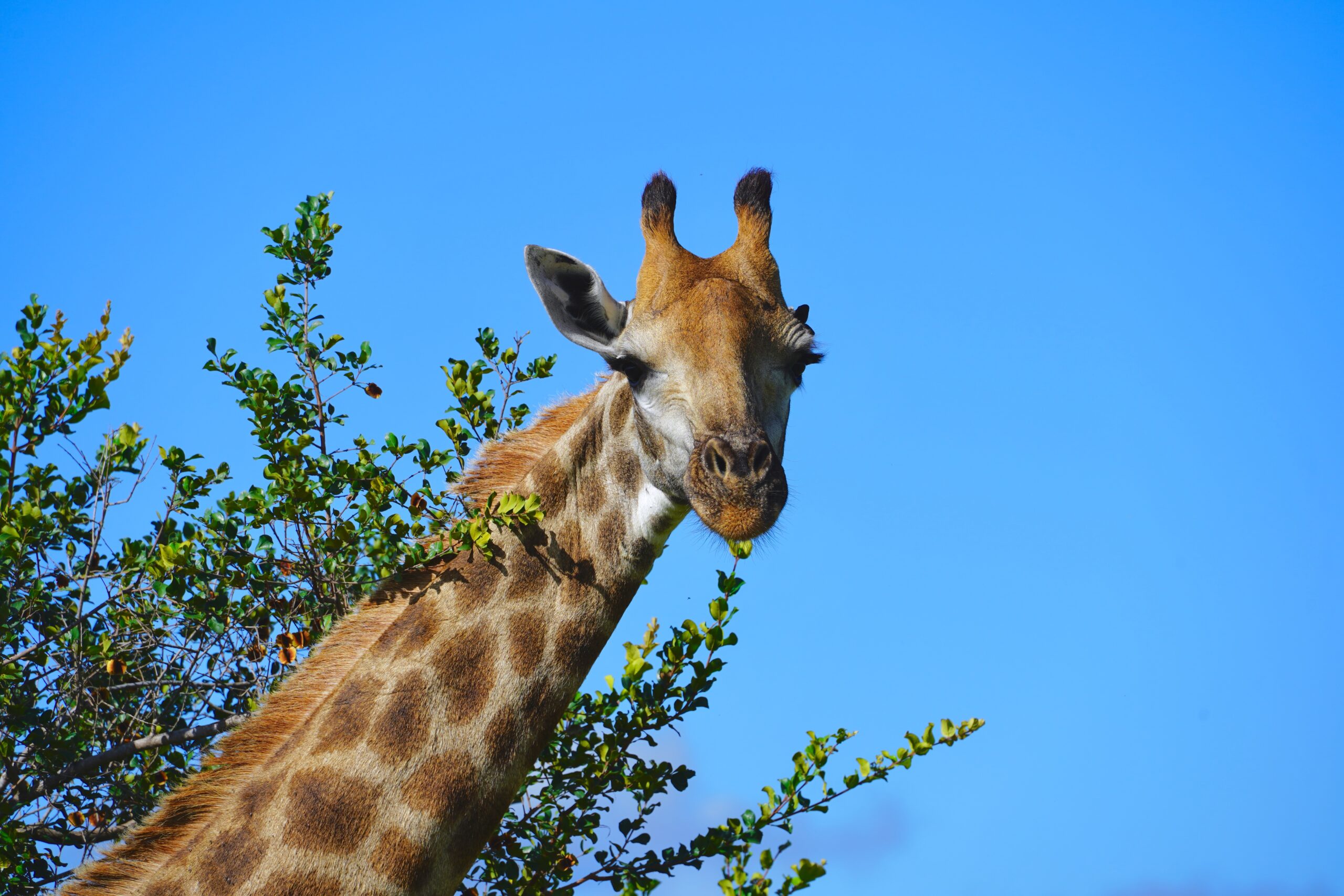 Botswana