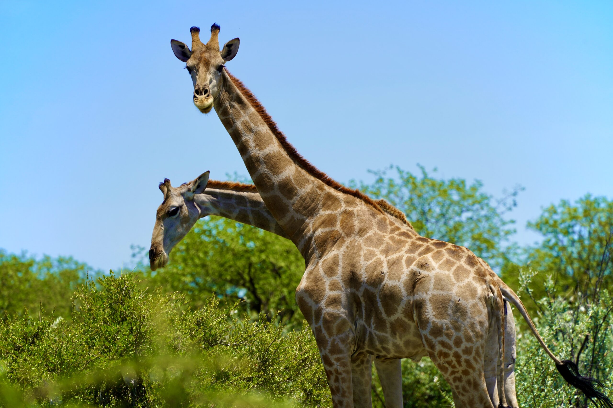 Etosha National Park Namibia