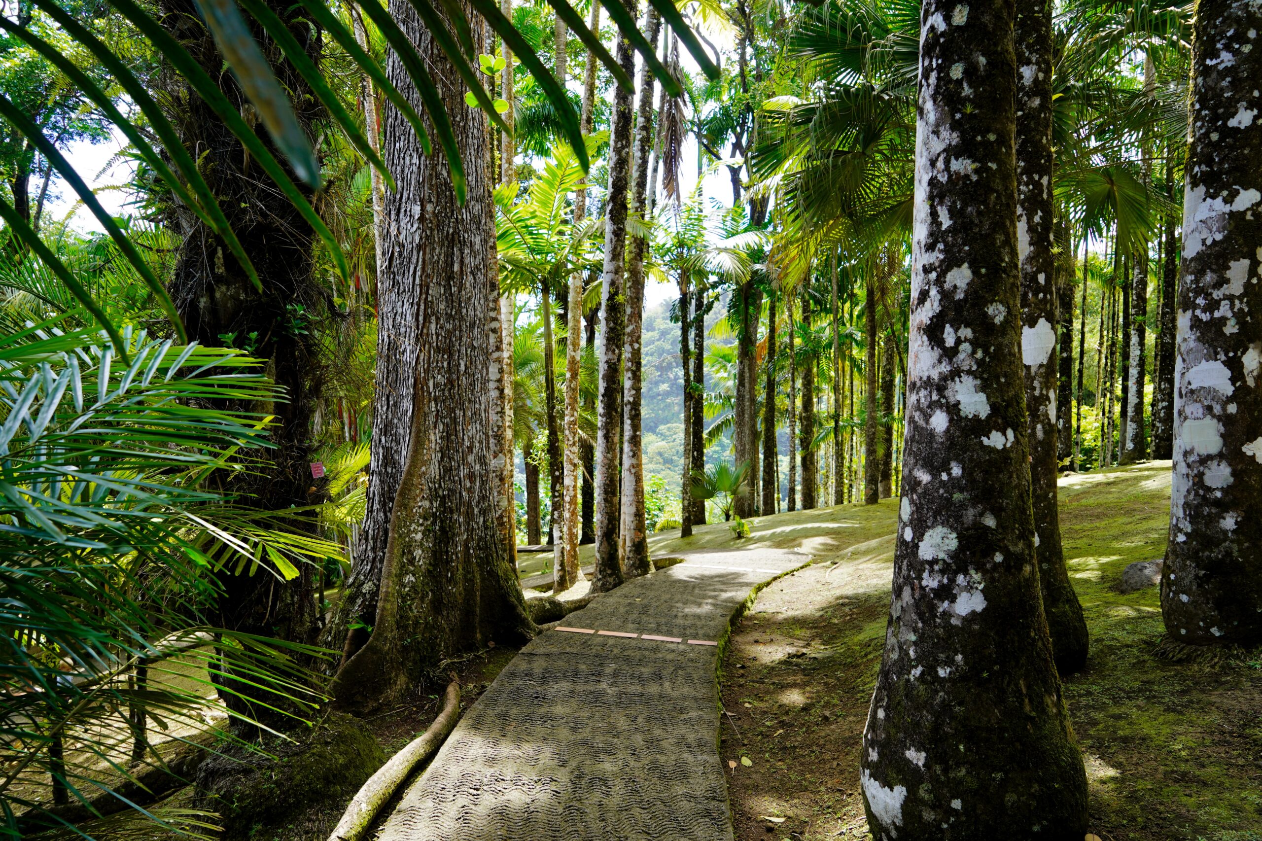 Martinique French Antilles
