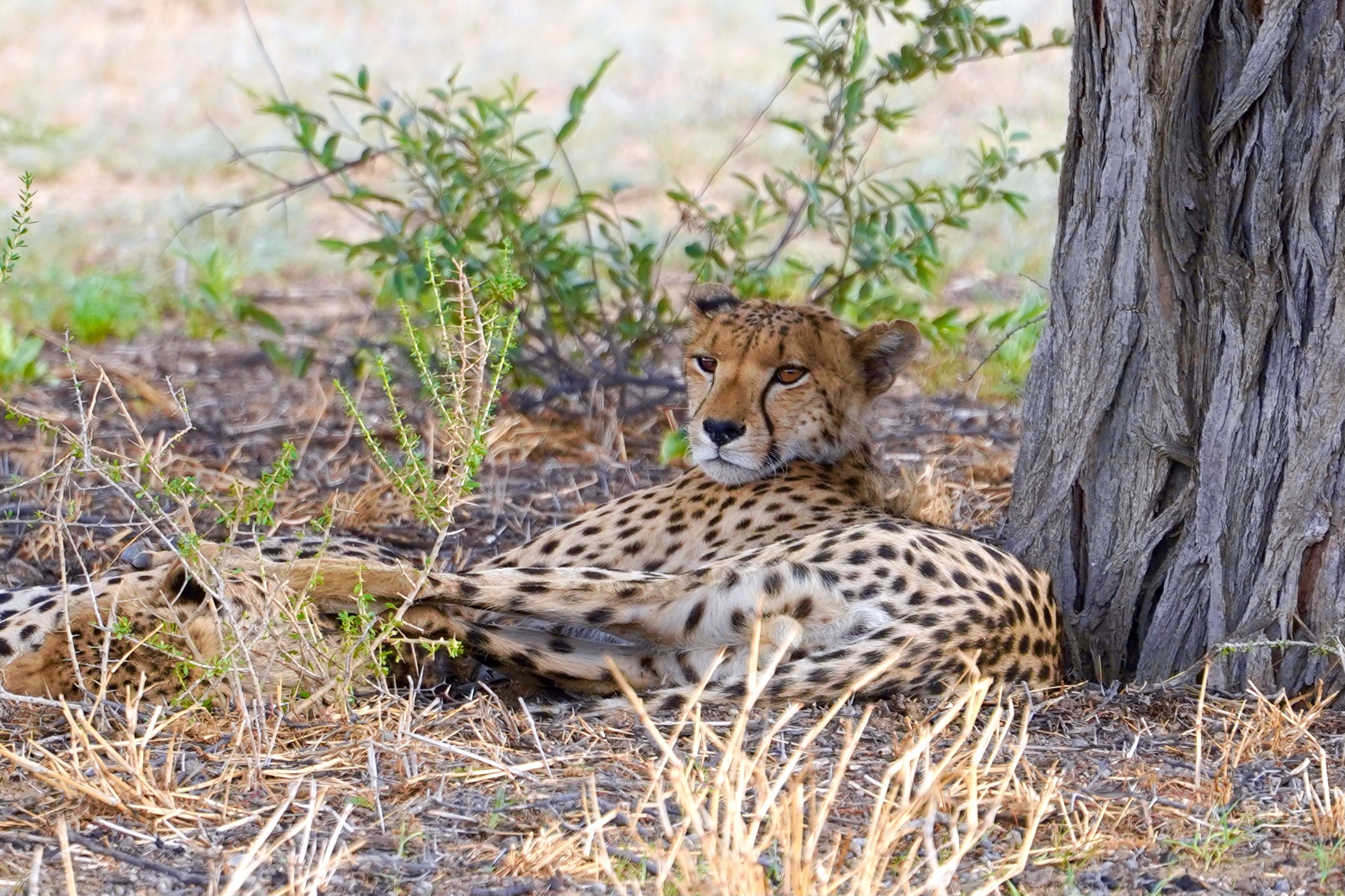 South Africa