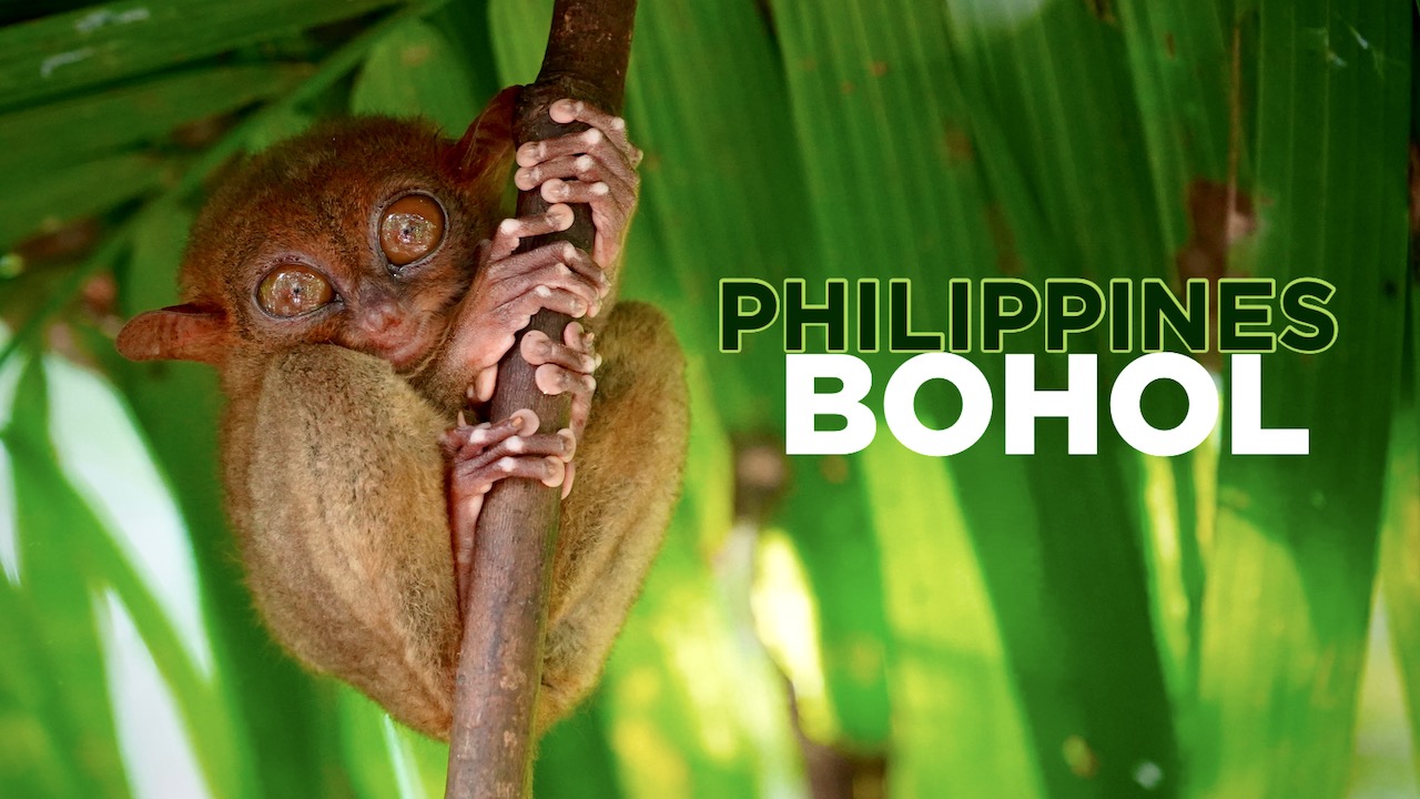 Bohol Philippines Tarsier