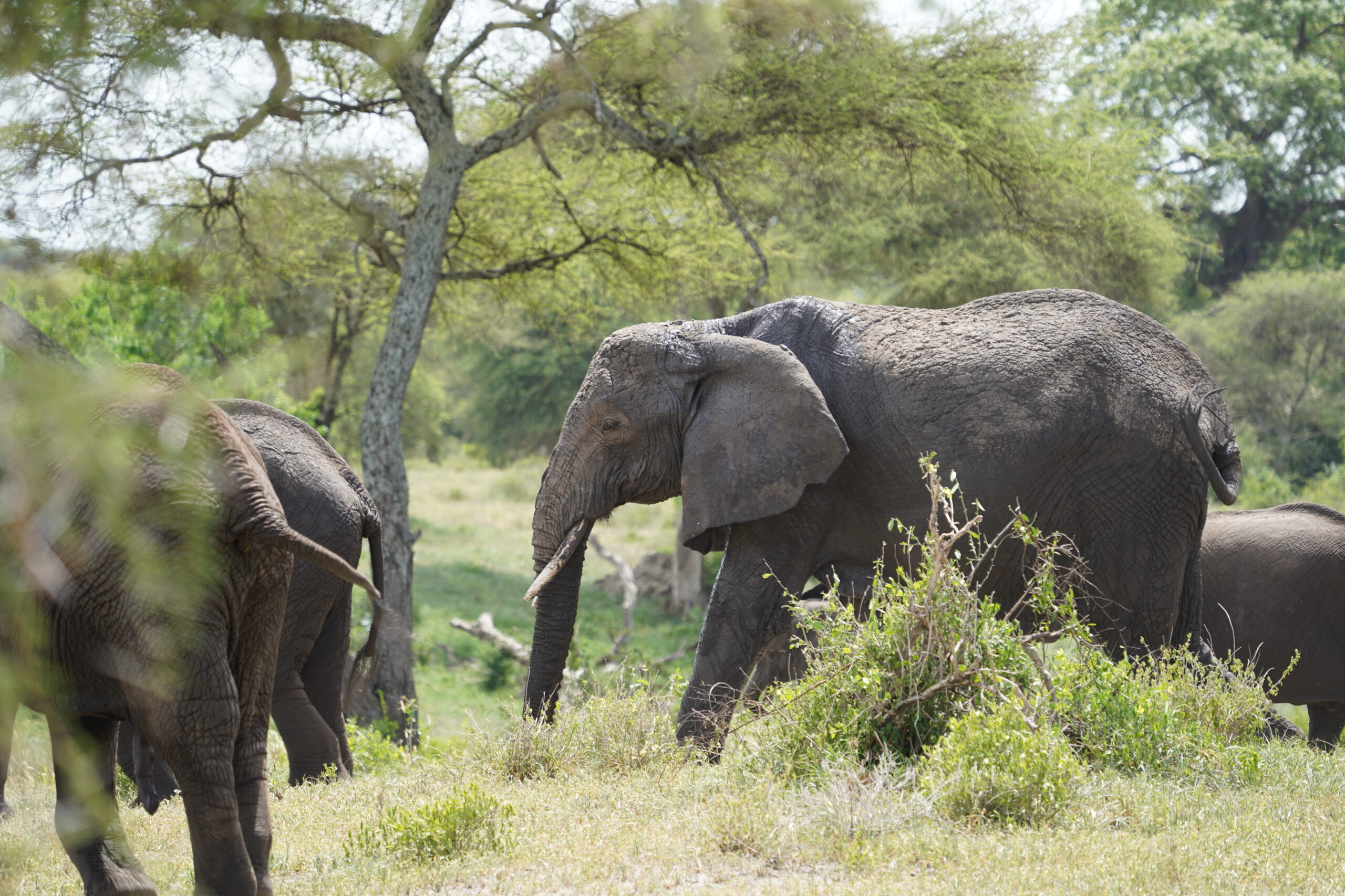 Tarangire National Park in Tanzania