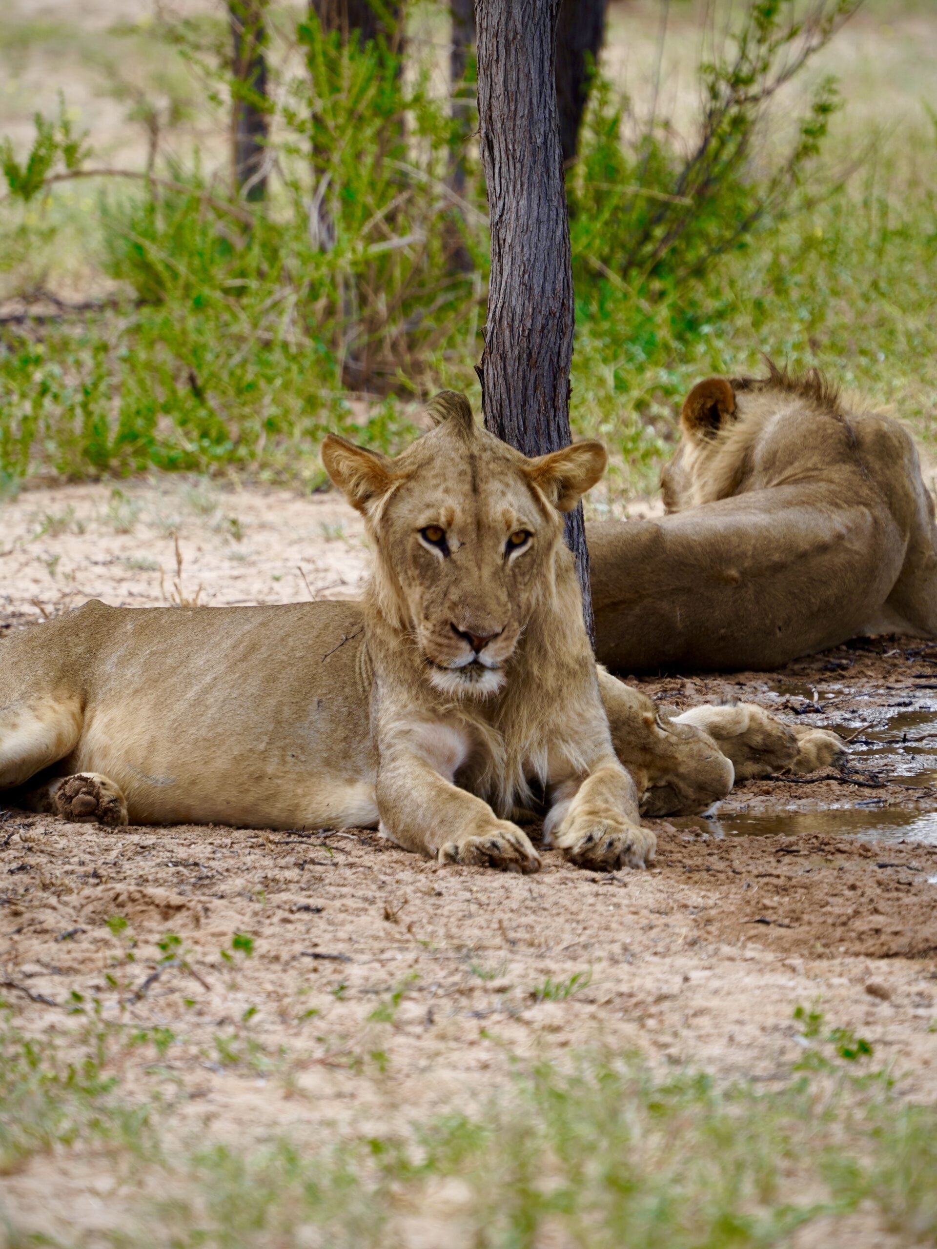 Lion South Africa